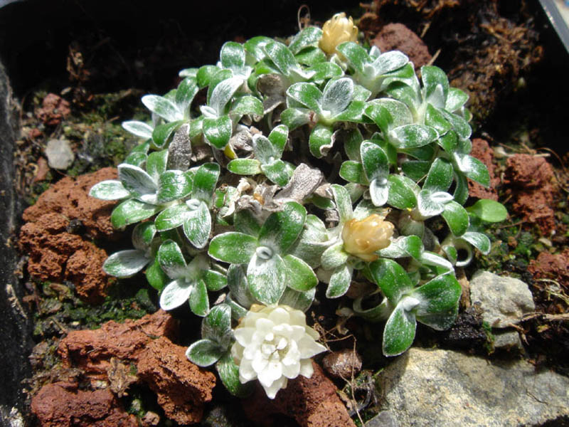 Helichrysum sessilioides en fleurs sur des éboulis alpins de Nouvelle-Zélande